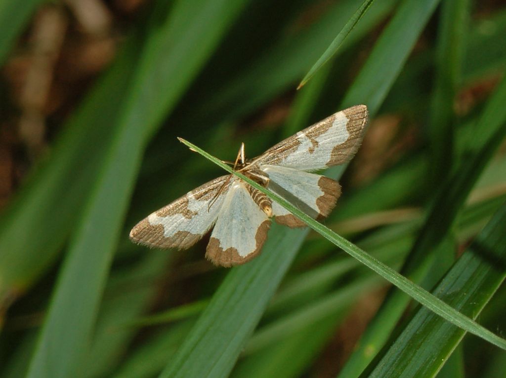 Come si chiama? - Lomaspilis marginata